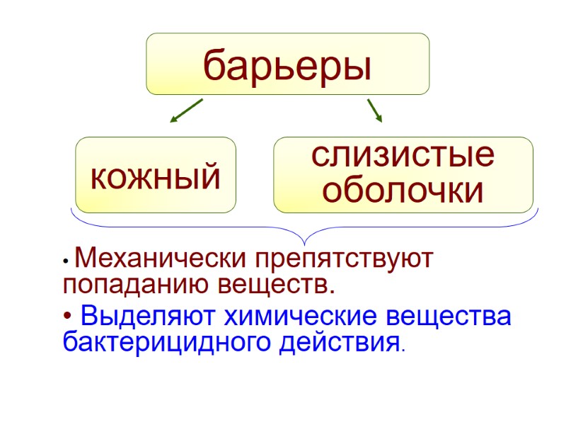 барьеры кожный слизистые оболочки  Механически препятствуют попаданию веществ.   Выделяют химические вещества